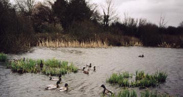 North Runcton pond