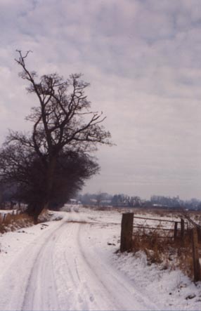 the common in winter